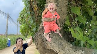 Download Lagu Bayi monyet Lala marah dan pergi karena merasa ibunya tak lagi menyayanginya – LaLa Indonesia MP3