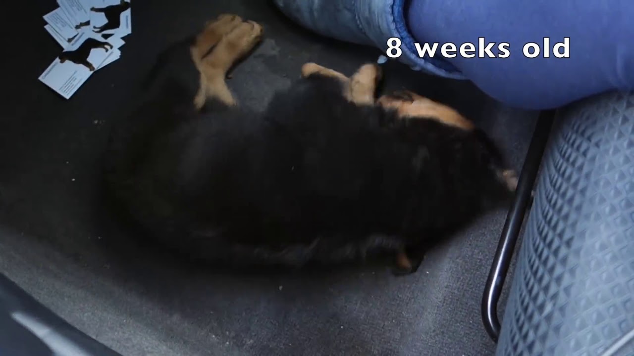 Little puppy first day at home - YouTube