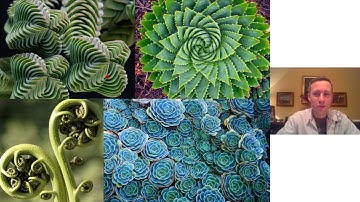 Tufan Guven:Visual Introduction to Fractal FIELD Science- FractalU-Dan Winter