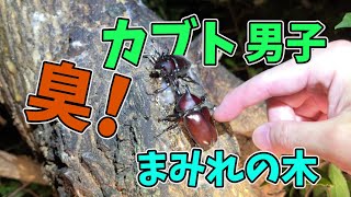 カブト臭え！オスカブトだらけのカブト男子校を発見