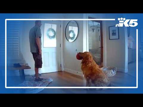 Friendly dog greets intruder with toys