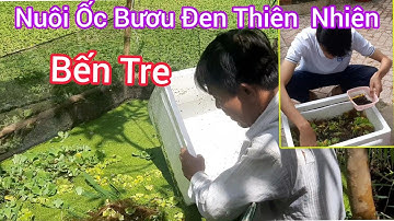Nuôi Ốc Bươu Đen Thiên Nhiên Anh Khách Ở Bến Tre | Trại Ốc Bươu Giống Mê Kông
