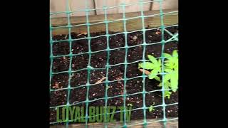 2021 INDICA AND SATIVA OUTDOOR CANNABIS GROW