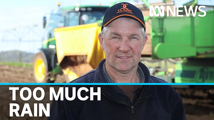 Muddy spuds rot in the field as too much rain decimates Tasmanian potato crop | ABC News