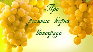 картинка: Про росяные корни винограда