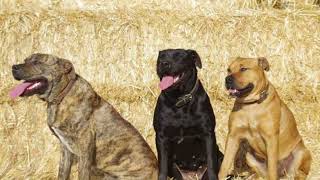 Ca de Bou Dog | Facts, History & Characteristics by All Animal Breeds 234 views 2 years ago 2 minutes, 1 second