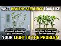 👉 If Your Seedlings Keep Falling Over, You’re Making This Mistake