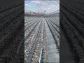 Drip Arrow for drip irrigation of blueberries, strawberries, flowers, potted plants - LVCZ Tech