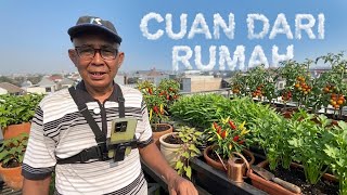 Grow Vegetables in Used Jugs, Harvest Every Day