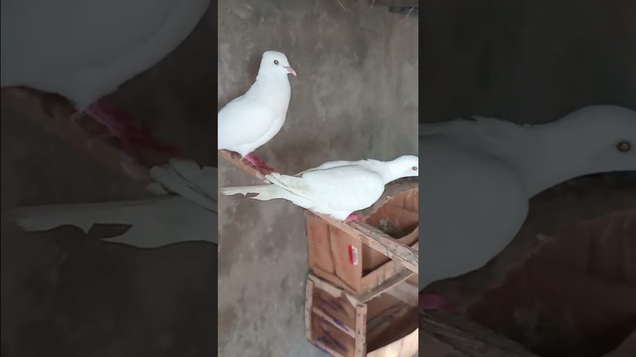A beautiful Dove voice 