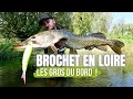 Pche du brochet dans la loire  du bord au big bait 