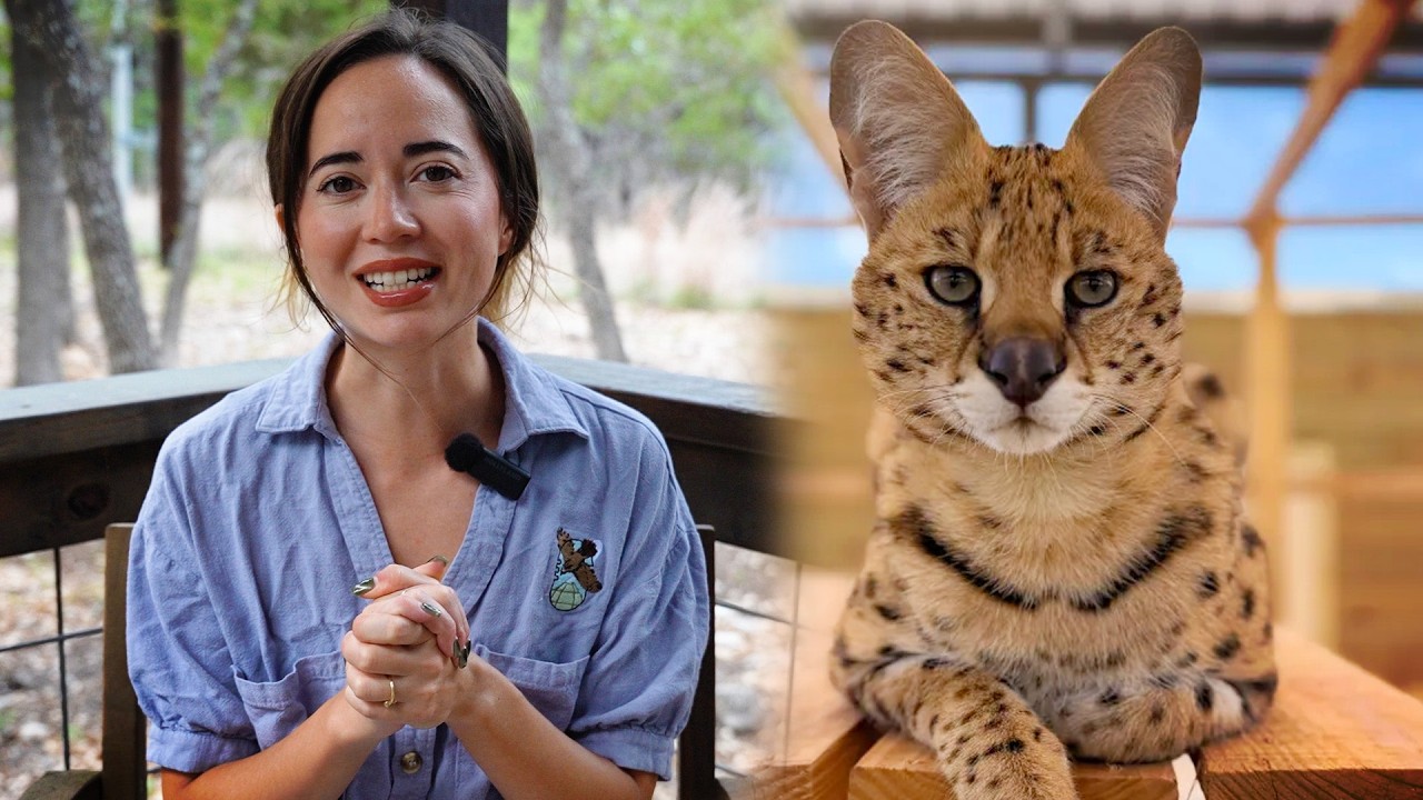 Answering Everything About our New Rescued Serval