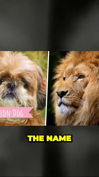 Shih Tzu: The Little Lion That Steals Every Heart! – Wagr Petcare