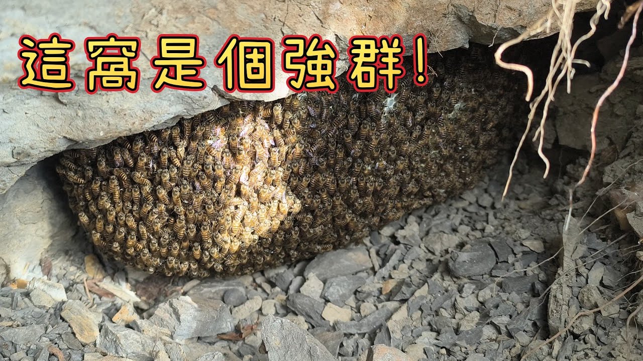 礫石陡坡野蜜-跟著阿浦開箱真實的野蜜吧