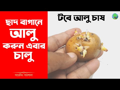 ভিডিও: আলু থেকে কী তৈরি হয়