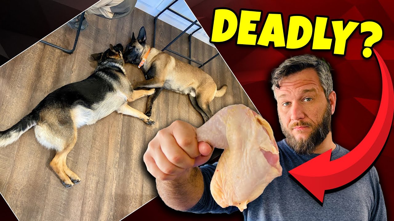 Chicken Kills Dog? (OFFICIAL VIDEO) YouTube