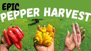 Epic PEPPER Harvest: So Many Varieties!!!🌶🌶🌶