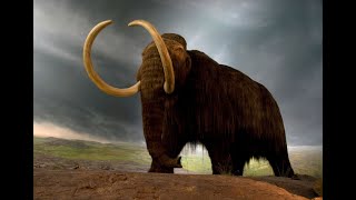 Mass Extinction of the Woolly Mammoth
