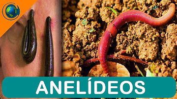 Como os anelídeos obtêm alimento?