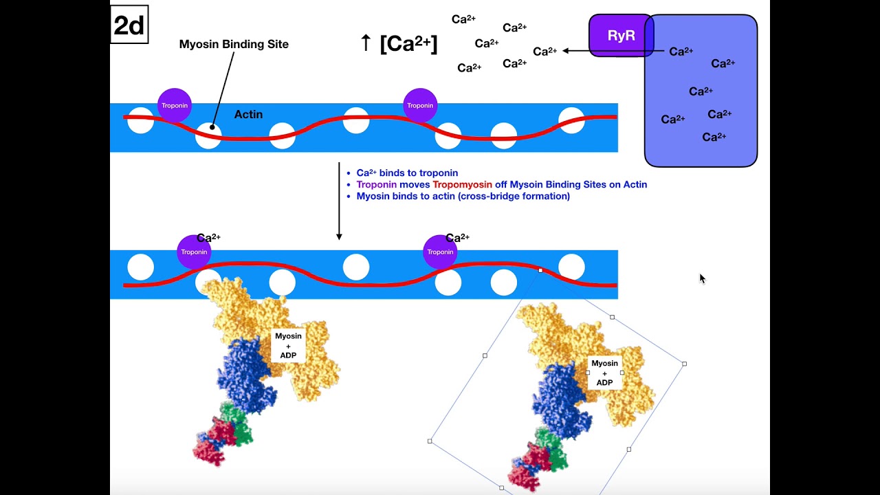 Excitation-Contraction Coupling in Skeletal Muscle [Part 2/2] - YouTube