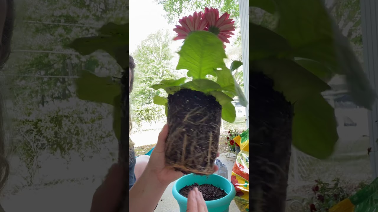 What do Plants Need for Kindergarten PART ONE YouTube