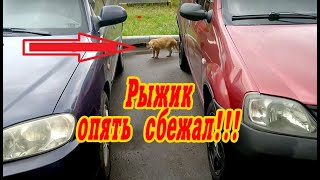 ВЛОГ: КАК КОТ РЫЖИК СБЕЖАЛ ОТ НАС НА УЛИЦУ. ПРОГУЛКА ПО ГОРОДУ, КТО-ТО ПОТЕРЯЛ ИГРУШКИ