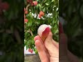 Melimpah Banget! Detik-detik Panen Buah Leci Merah Raksasa di Kebun 🌳🤤