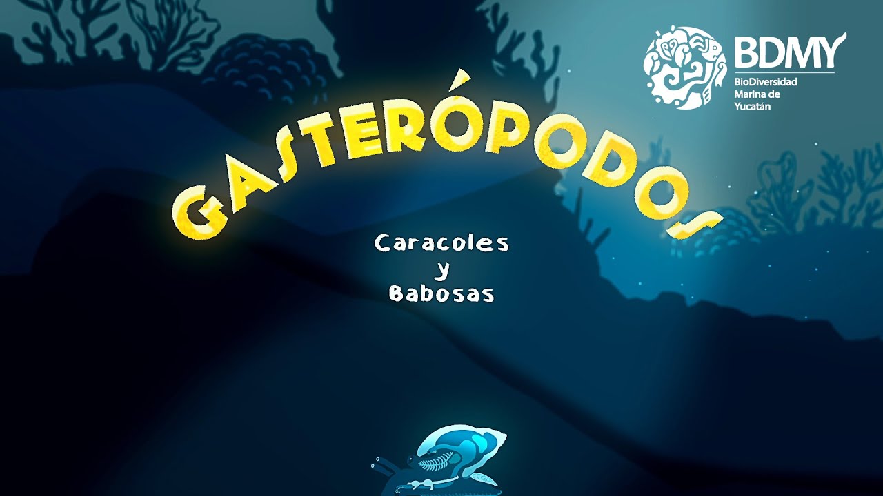 Caracoles y Babosas (Gasterópodos)  - 1era Parte | Biodiversidad Marina de Yucatán