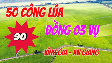 🌾 50 công lúa đồng 03 vụ xã Vĩnh Gia - An Giang || Ivan Tùng 