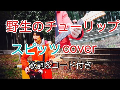 野生のチューリップ　スピッツ（spitz）【歌詞・コード付き】　弾き語り