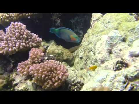 Video: Spiser papegøjefisk koraller?