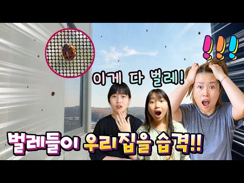 🐞<strong>집에</strong> <strong>벌레가</strong> 너무 많아요 ㅠㅠ <strong>벌레가</strong> <strong>집에</strong> 알을?? <strong>집에</strong> 못들어가나...