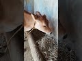 கொடைக்கானல் டூருக்கு வராளா #funny_chicken #kozhi_koothugal #comedy #funny #petscomedy #trending