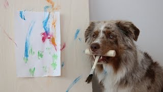 Dog Paints an Art | Pekka the Australian Shepherd by Haukkumo 475 views 5 years ago 1 minute, 24 seconds