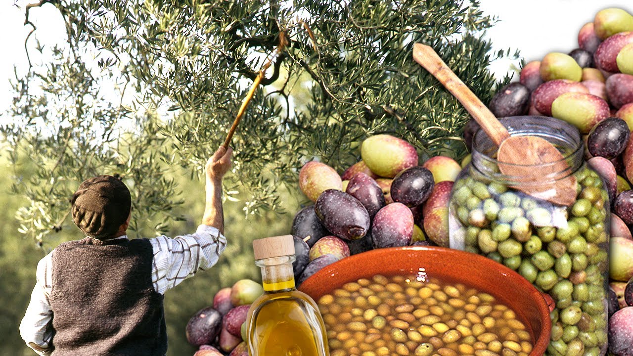 Оливки высшего качества. Собраны вручную прямо с дерева для употребления в рассоле и масле