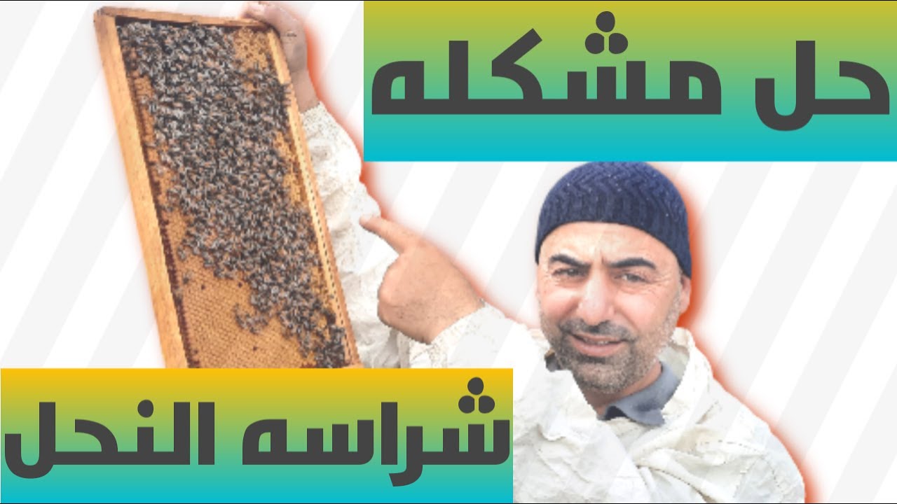 اسباب شراسه النحل وطرق تجنبها