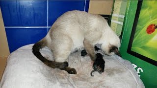 Siamese Cat Gives Birth to 6 Adorable Kittens