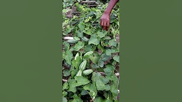 Pointed Gourd Harvesting #shorts