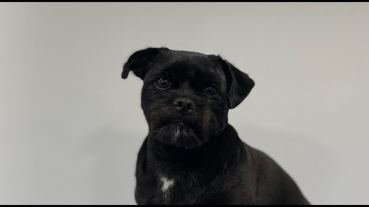 Reverse clipping a Pug x Yorkshire Terrier Dog Grooming YouTube