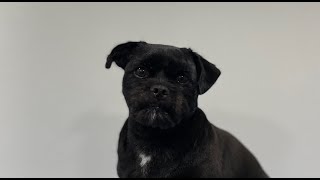 Adorable Pug x Yorkshire Terrier | Reverse Clipping | Dog Grooming by Go Fetch Grooming 213 views 6 months ago 15 minutes