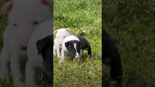 Bull Terrier puppy #shorts #ytshorts #puppy