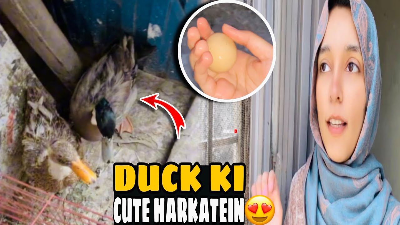 ❤️Мери Дак или Митху ки Милый Харктейн😅🥰| ГуламЗахра #ghulamzahraa