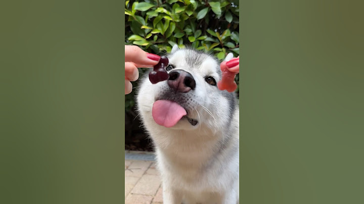RICETTA delle CARAMELLE GOMMOSE🍬🧸😋 (anche per CANI🐶) #ricette #food #cibo #cane #dog