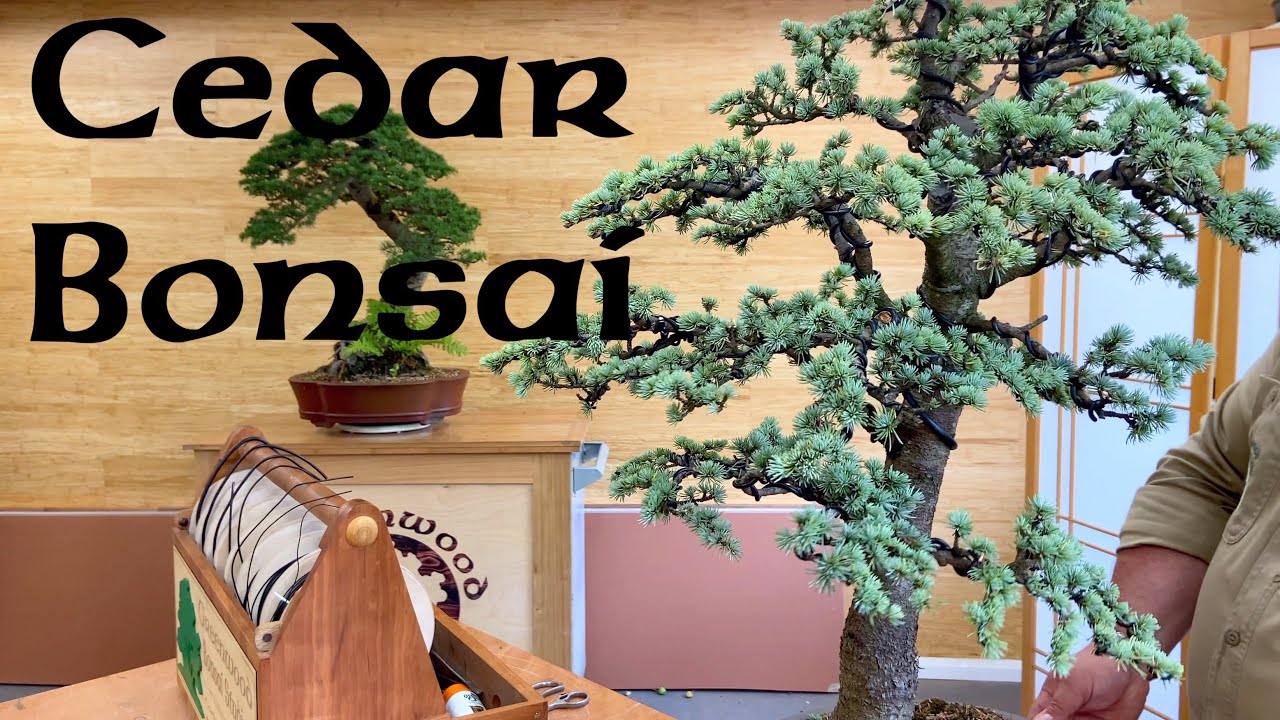 Cedar Bonsai Updates ! Greenwood Bonsai YouTube