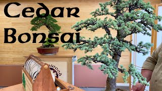 Cedar Bonsai Updates ! - Greenwood Bonsai