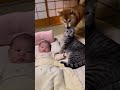 赤ちゃんの隣で気持ちよさそうに寝てたﾈｯｺ、赤ちゃん世話好きのｲｯﾇによって強制退場…表情が予想の１０倍切ない　#shorts