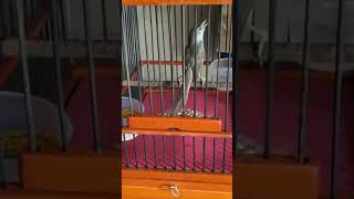 guru vokal murai boz q