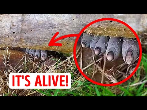 35+ Mysterious Natural Phenomena That Baffle Even Scientists