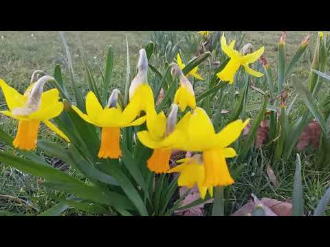 Видео: Daffodils бол бидний үеийн баатрууд юм
