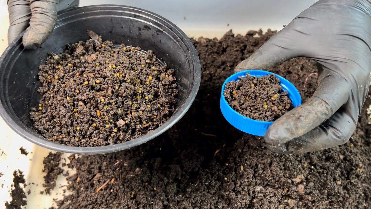 4 Factors for Breeder Bin Success YouTube